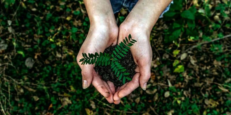 Hands cupping a growing plant for world environment day